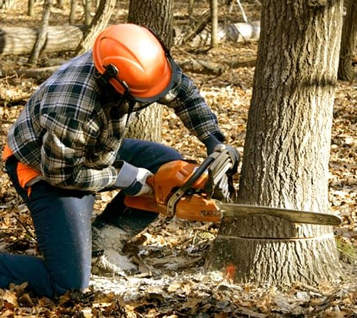 Tree Removal in Machias, ME
